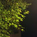 leaves at night